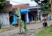 Jalan Rusak Tak Kunjung Diperbaiki, Warga Jonggol Tanam Pisang Sebagai Protes