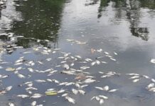 Situ Citongtut Tercemar, Ribuan Ikan Mati, Diduga Limbah dari 21 Pabrik