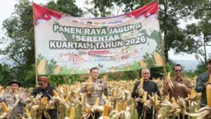 Panen-Jagung-302415970 (1)